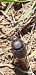 Onthophagus sp. © Michele Cento