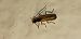 Rhagonycha lignosa  - Michele Cento