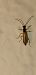 Rhagonycha lignosa © Michele Cento