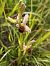 Ophrys apifera © Nicola Larroux