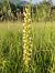 Orchis anthropophora © Nicola Larroux
