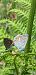 Polyommatus icarius # * © Michele Cento