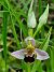Ophrys apifera var. aurita  - Laurent Bignon