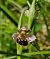Ophrys apifera var. aurita  - Laurent Bignon