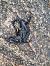Salamandra pezzata (Salamandra salamandra) © Fabrizio Florit (FVG)