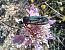 Zygaena lavandulae © Marc Olivé