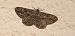 Peribatodes rhomboidaria  - Michele Cento