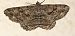 Peribatodes rhomboidaria © Michele Cento