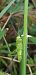 Tettigonia viridissima © Michele Cento