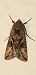 Autographa gamma  - Michele Cento
