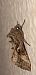 Autographa gamma © Michele Cento