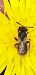 Andrena sp. © Michele Cento