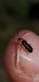 Cratosilis denticollis  - Michele Cento