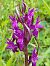 Dactylorhiza majalis (Orchis de mai) © Françoise Peyrissat