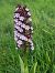 Orchis purpurea (Orchis pourpre) © Christian Fleury