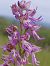 Orchis militaris  - Gérard Joseph