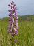 Orchis militaris (Orchis militaire) © Gérard Joseph