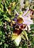 Ophrys corbariensis  - Pierre Defontaines