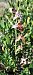 Ophrys corbariensis  - Pierre Defontaines