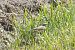 Calandro (Anthus campestris) © Florian Gasser