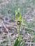 Ophrys aymoninii  - Christian Fleury