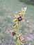 Ophrys aymoninii  - Christian Fleury