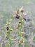 Ophrys aymoninii  - Christian Fleury