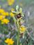 Ophrys aymoninii  - Christian Fleury