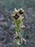 Ophrys aymoninii  - Christian Fleury