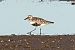 Pivieressa (Pluvialis squatarola) © Viehböck Helga