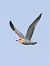 Mouette mélanocéphale  - Michael Hafner