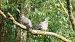 Tudó (Columba palumbus) © Joan Bonany Coll