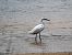 Garzetta (Egretta garzetta) © Bernd Albrecht