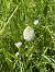 Anacamptis pyramidalis  - Antonio Mazzone
