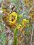 Ophrys lutea  - Assumpta Molist