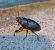 Coleoptera sp. © Walter Sassi