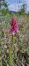Anacamptis pyramidalis (Orchis pyramidal) © Marc et M-Joëlle Silvestre