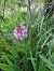 Anacamptis pyramidalis (Orchis pyramidal) © Rudi Vanherck