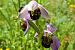 Ophrys apifera s.l.  - Elouan Moy