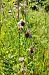Ophrys apifera s.l.  - Elouan Moy