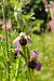 Ophrys apifera s.l.  - Elouan Moy