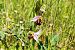 Ophrys apifera s.l.  - Elouan Moy