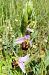Ophrys apifera s.l.  - Elouan Moy