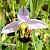 Ophrys apifera s.l.  - Elouan Moy