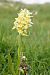 Dactylorhiza sambucina © Roger Coromina Marcé