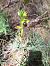 Ophrys arnoldii © Josep M. Canela