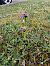 Ophrys apifera (Ophrys abeille) © Charles Paillet