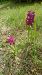Dactylorhiza sambucina (Orchis sureau) © Monique Souben