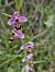 Ophrys scolopax  - Nina Scheibel