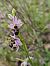 Ophrys scolopax (Ophrys bécasse) © Nina Scheibel
